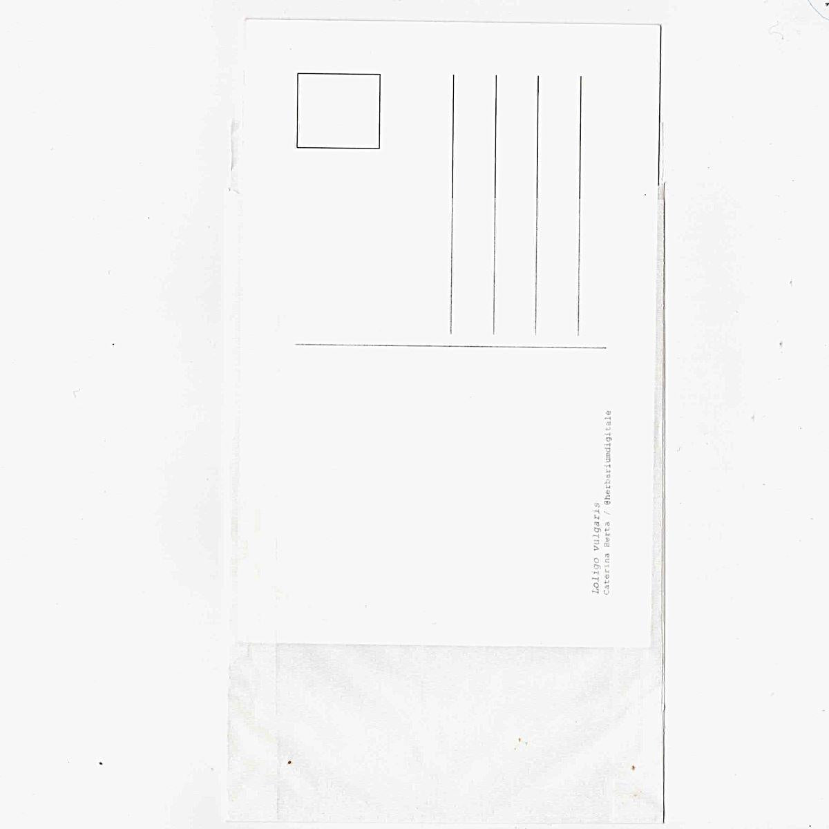 Carte postale avec enveloppe COQUILLE ROSE