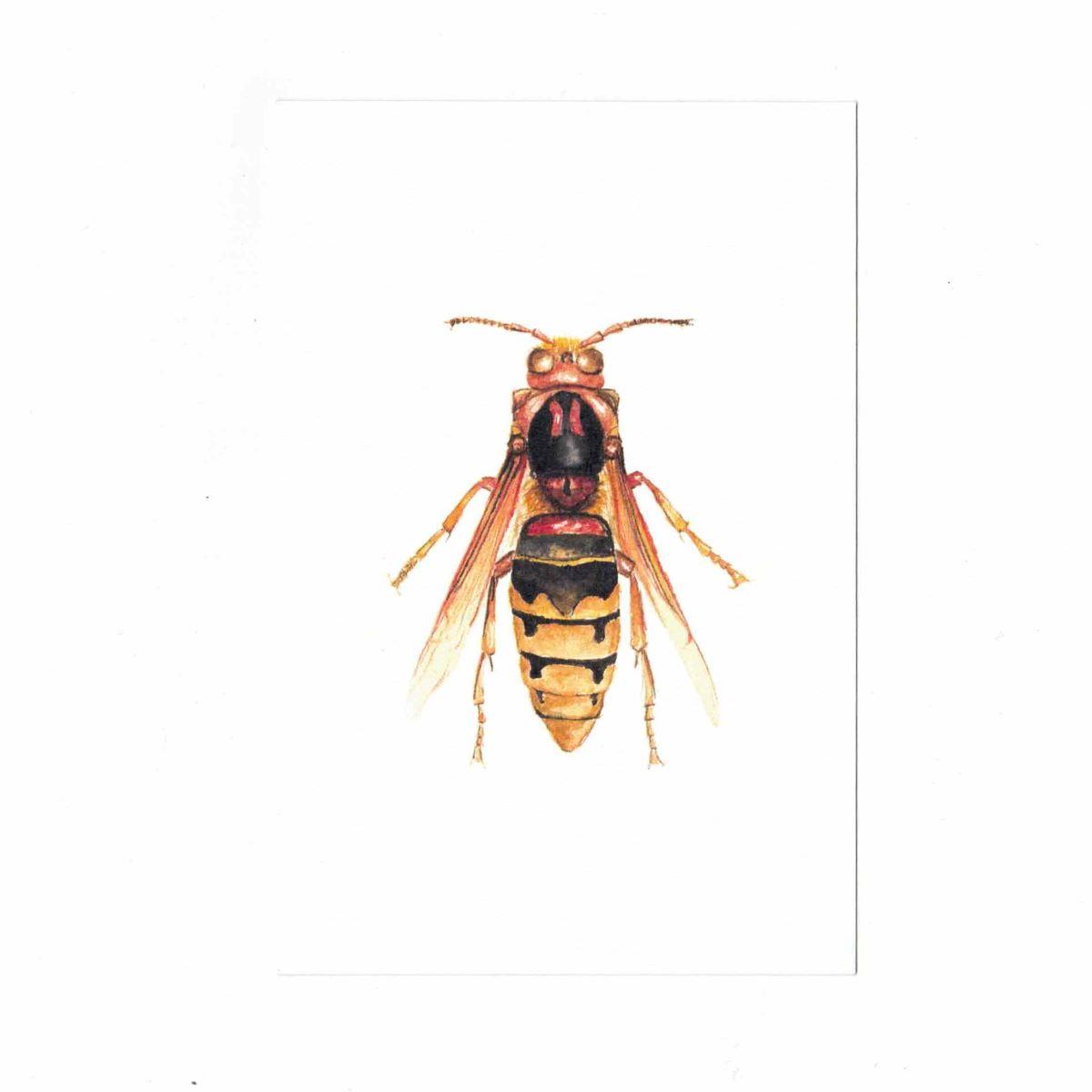 VESPA CRABRO Postcard