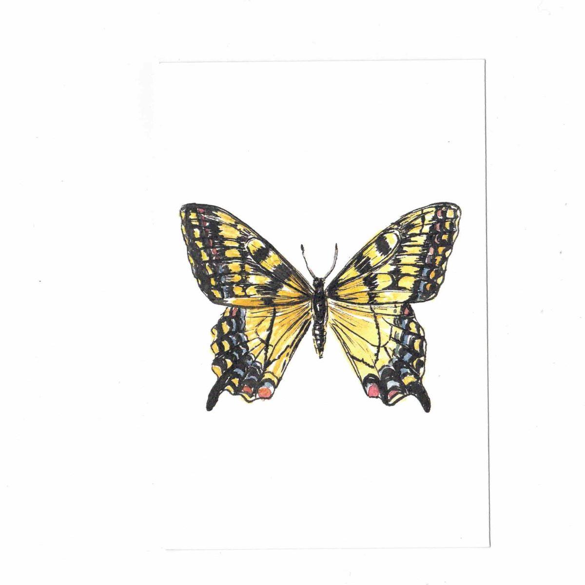 CATERINA BERTA CARTOLINAPAPILIO GLAUCUS