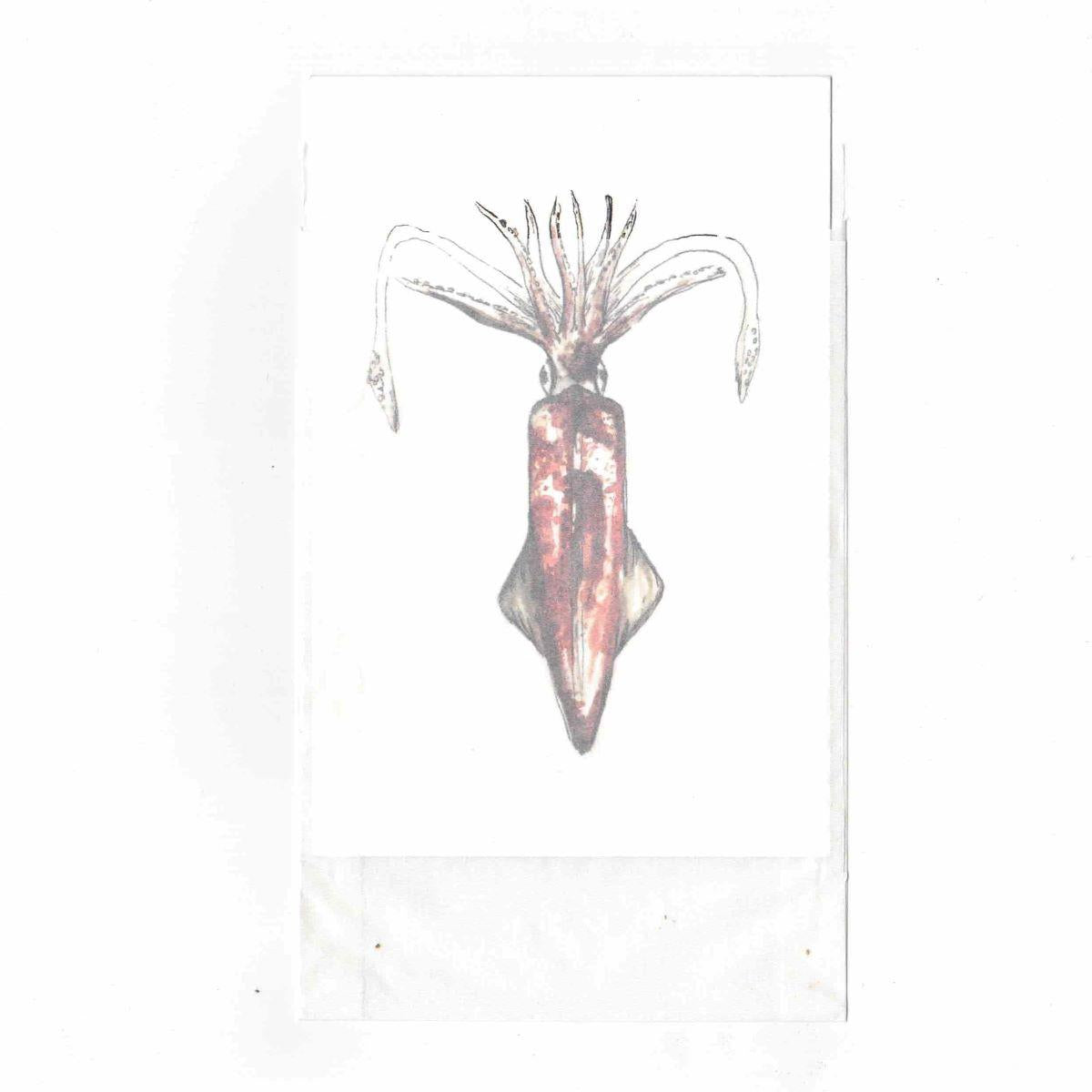 Postcard with envelope LOLIGO VULGARIS