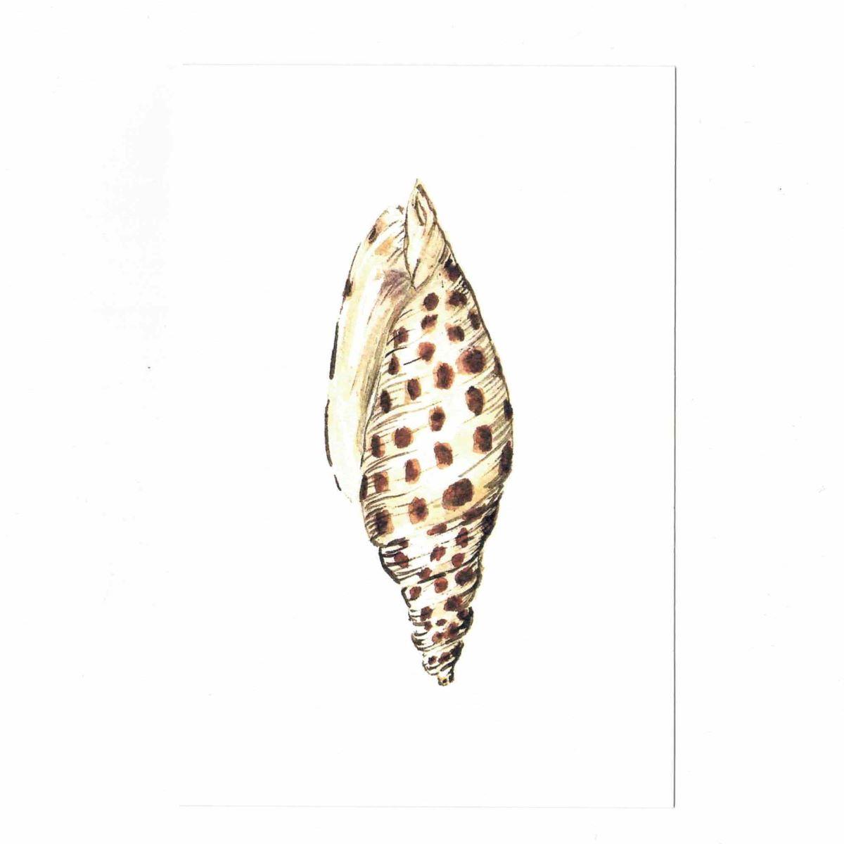 CATERINA BERTA CARTOLINA CON BUSTINACONCHIGLIA POIS