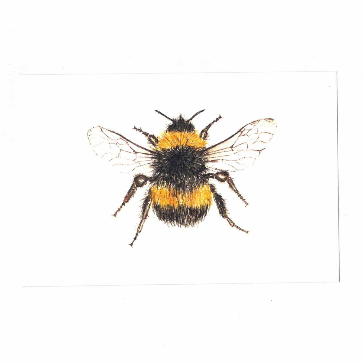 Carte postale BOMBUS