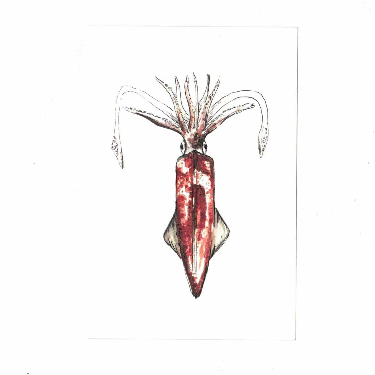 Postcard LOLIGO VULGARIS