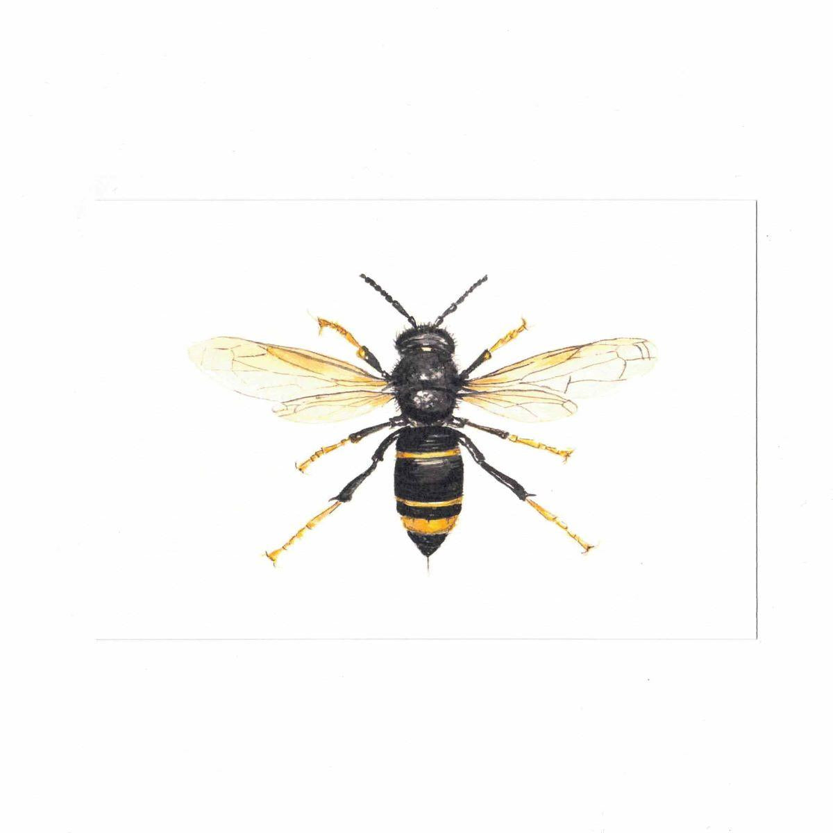 VESPA VELUTINA Postcard