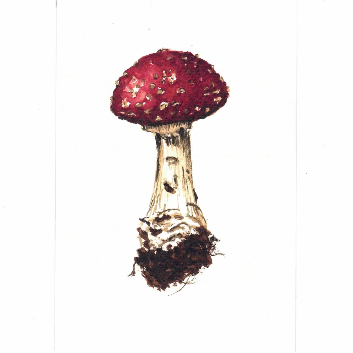 Cartolina AMANITA MUSCARIA BORDEAUX CARTOLINA AMANITA MUSCARIA BORDEAUX CATERINA BERTA