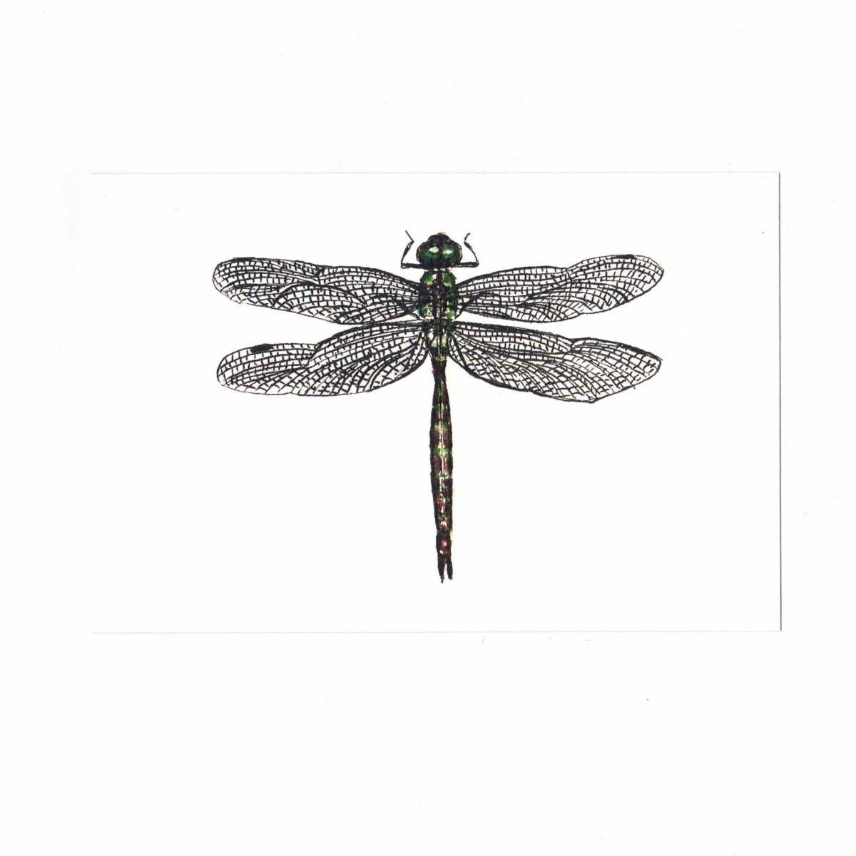 CATERINA BERTA CARTOLINAANAX IMPERATOR