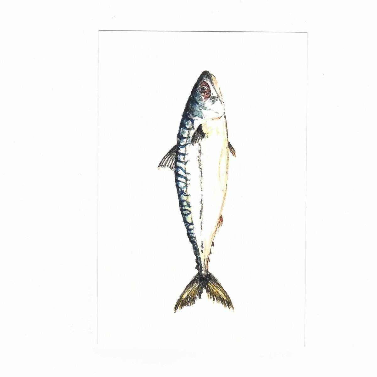carte postale avec enveloppe SCOMBER SCOMBRUS