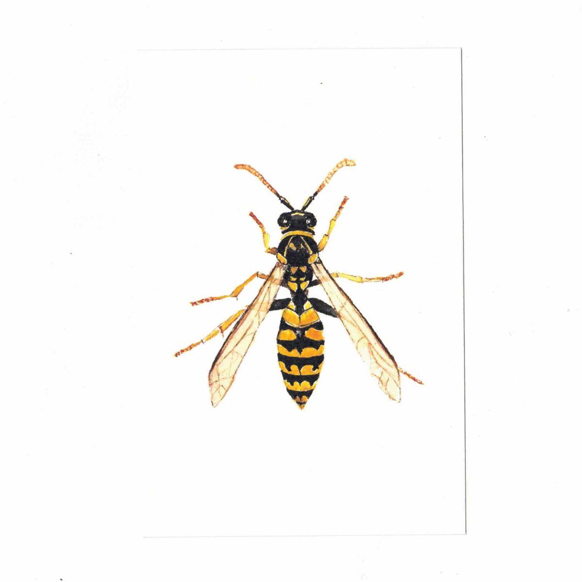 CATERINA BERTA CARTOLINAVESPIDAE