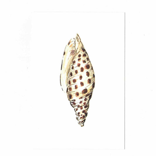 CATERINA BERTA CARTOLINA CON BUSTINACONCHIGLIA POIS