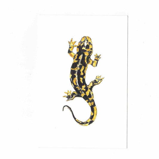 CATERINA BERTA CARTOLINASALAMANDRA