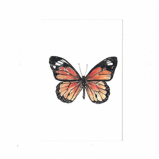Postcard DANAUS PLEXIPPUS