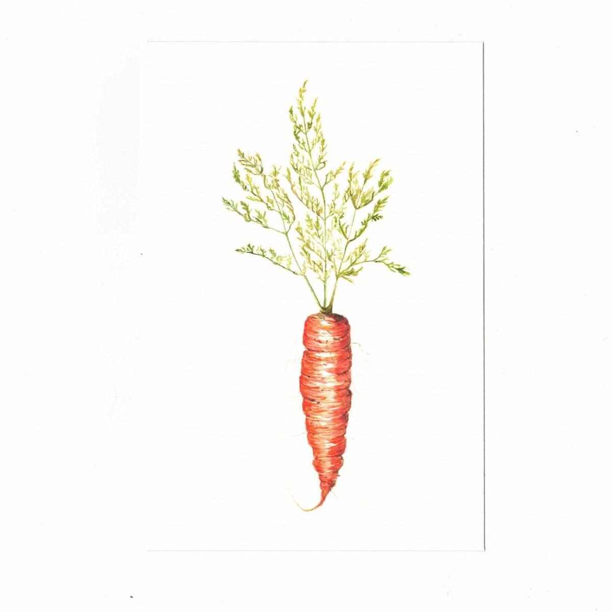 CATERINA BERTA CARTOLINADAUCUS CAROTA