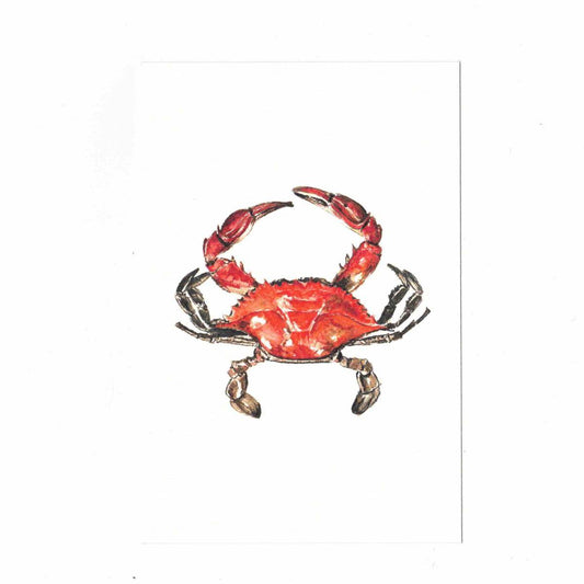 CATERINA BERTA CARTOLINA CON BUSTINACALLINECTES SAPIDUS