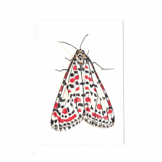 CATERINA BERTA CARTOLINAUTETHEISA PULCHELLA