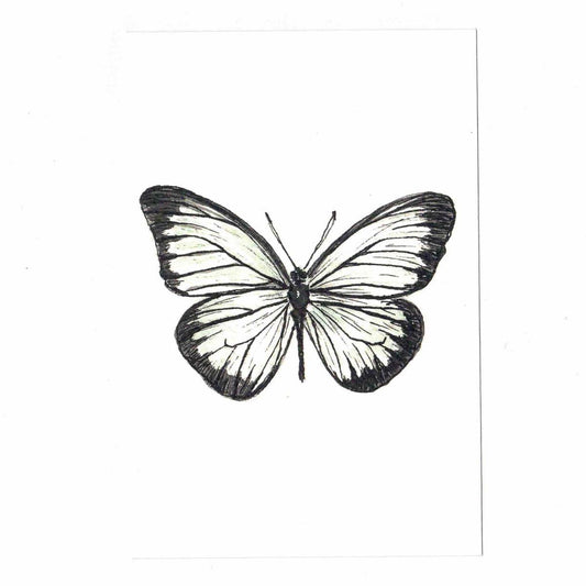 CATERINA BERTA CARTOLINAPRIONERIS PHILONOME