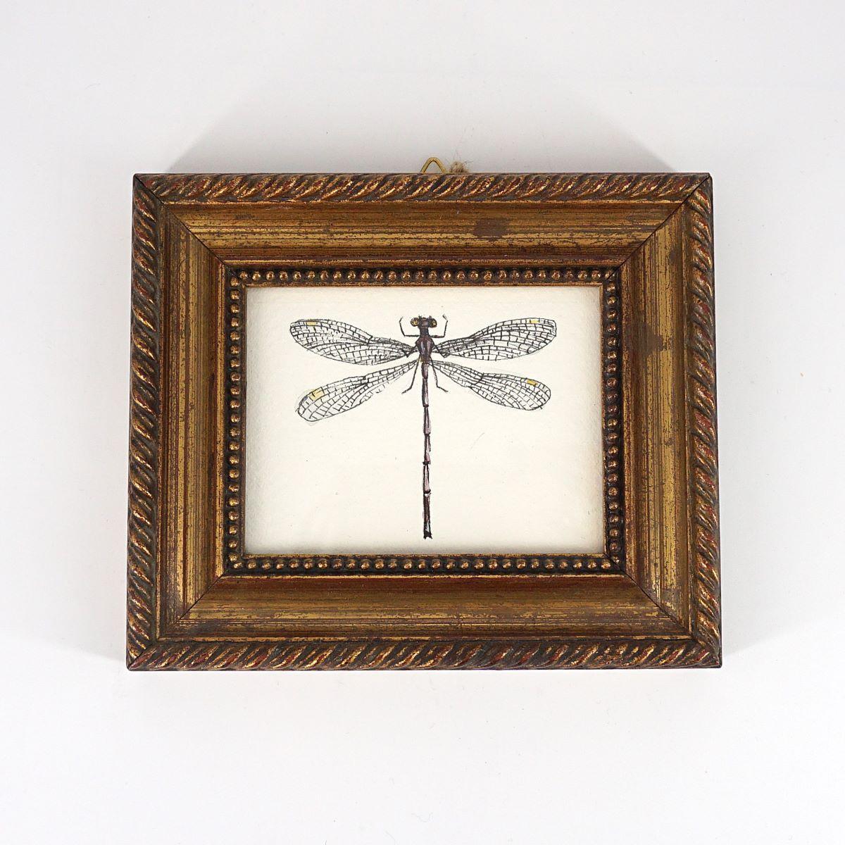 Quadretto ARGIA FUMIPENNIS VIOLACEA