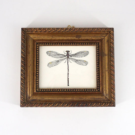 Quadretto ARGIA FUMIPENNIS VIOLACEA