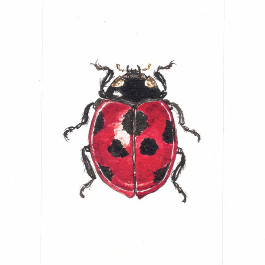 Cartolina COCCINELLA SEPTEMPUNCTATA CARTOLINA COCCINELLA SEPTEMPUNCTATA CATERINA BERTA 