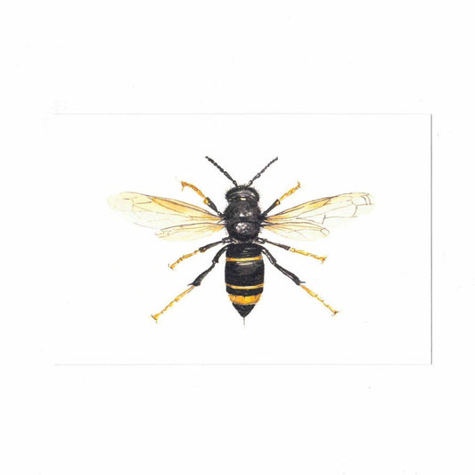 VESPA VELUTINA Postcard