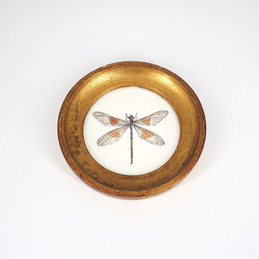 CATERINA BERTA ZYGOPTERA ARANCIONE CORNICE TONDA