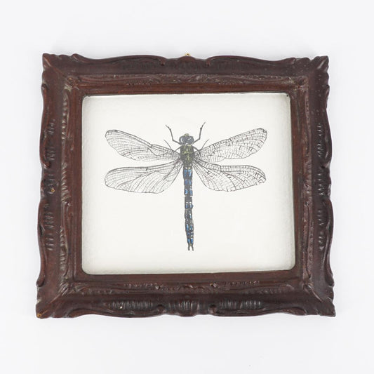 Quadretto ANAX IMPERATOR