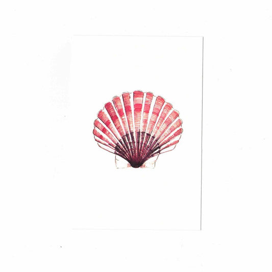 CATERINA BERTA CARTOLINACONCHIGLIA ROSA