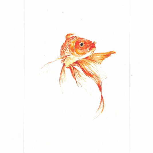 Cartolina CARASSIUS AURATUS CARTOLINA CARASSIUS AURATUS CATERINA BERTA 