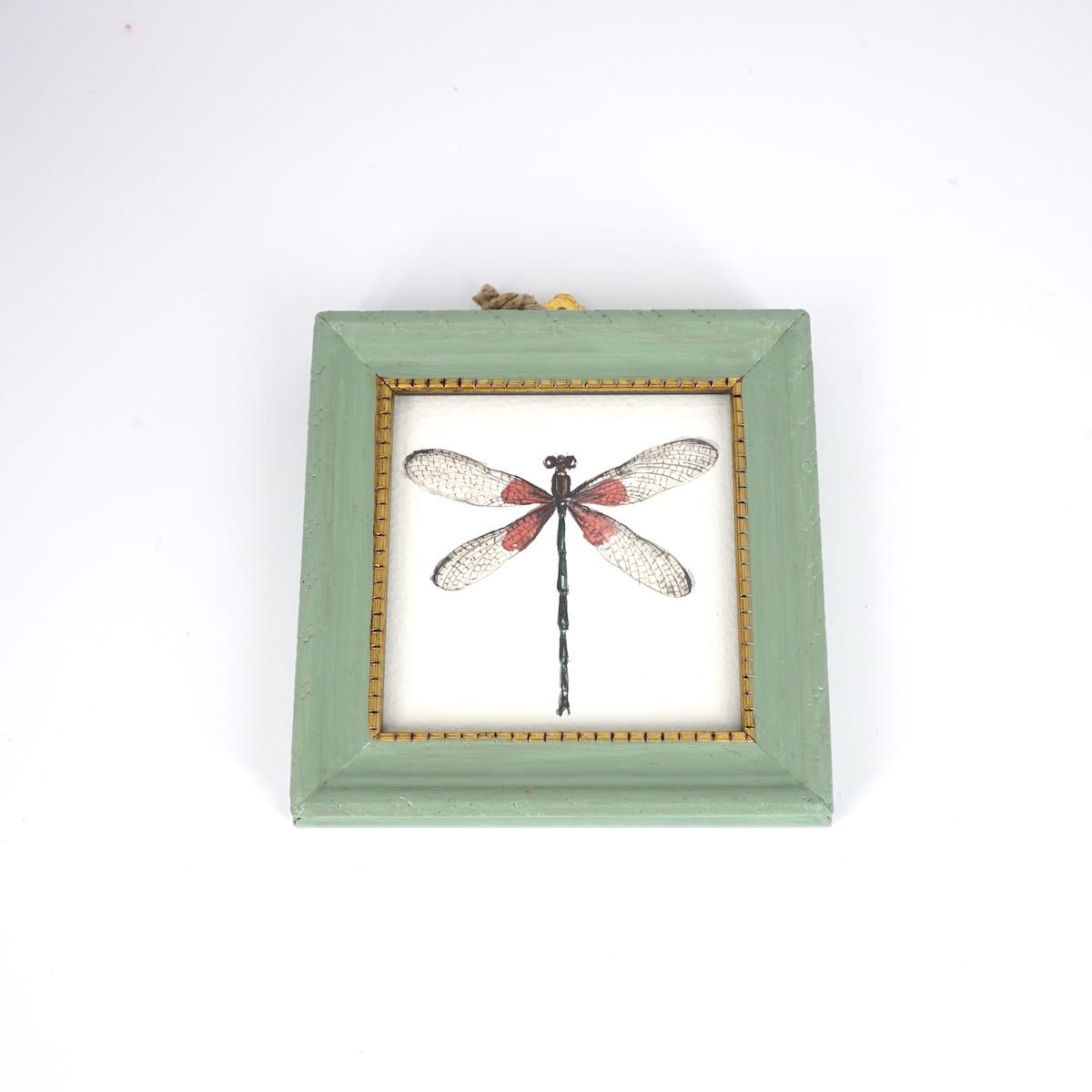 CATERINA BERTA ZYGOPTERA VERDE